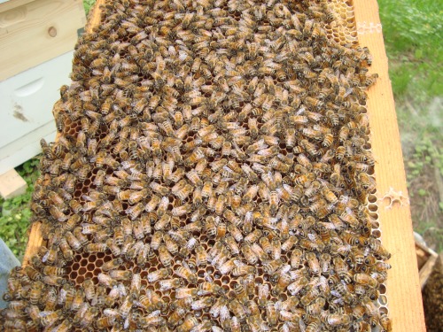 Swarm Hive on a Frame